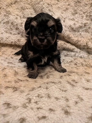 Maltipoo Chihuahua Mix Rüde Bild 2