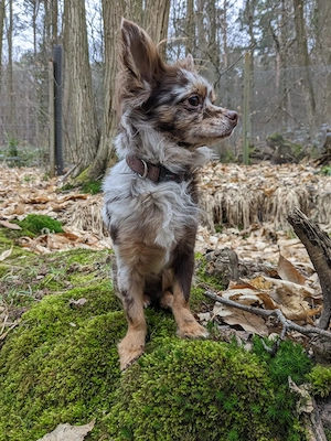 Maltipoo Chihuahua Mix Rüde Bild 4