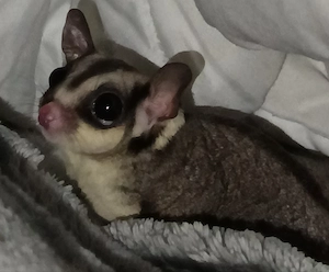 Sugar Glider Weiblich