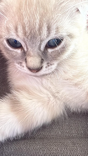 Bengale BKH mix Kater