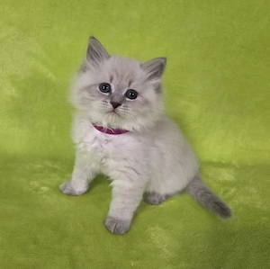 Reinrassige sibirische und Neva Masquarade Kitten 