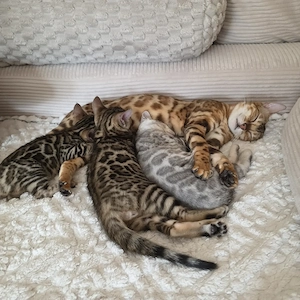 Wunderschöne Bengal Kitten 