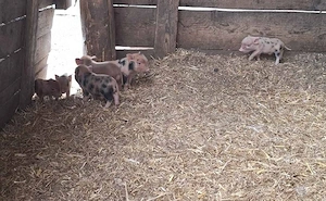 Minipig Ferkel Tea Cup Minischweine  Bild 3