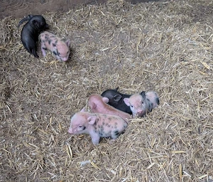 Minipig Ferkel Tea Cup Minischweine  Bild 5