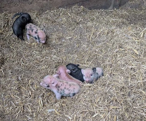 Minipig Ferkel Tea Cup Minischweine  Bild 6