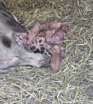 Minipig Ferkel Tea Cup Minischweine  Bild 4