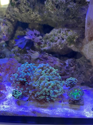 Euphyllia Golden Nugget