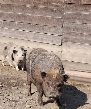 Minipig Tea Cup Minischwein Eber 