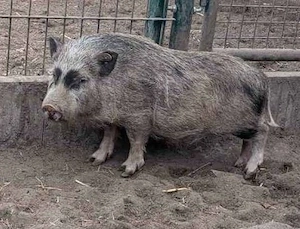 Tea Cup Minischweine Minipig Ferkel Microschwein 