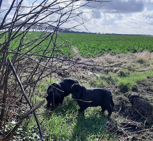 Traumhafte typvolle Labrador Welpen
