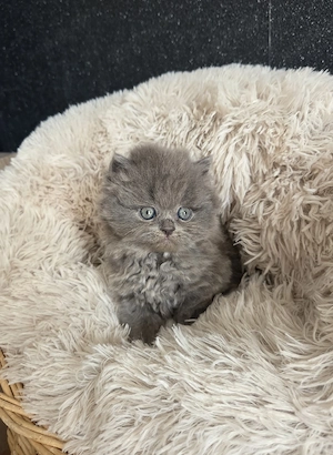 Blaues Perser Kind sucht ab Mai Kuschelpersonal  Bild 2