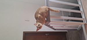 Lieber Roter Kater zuverkaufen