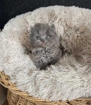 Blaues Perser Kind sucht ab Mai Kuschelpersonal  Bild 3