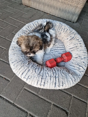 Shih Tzu Welpen