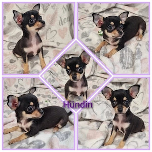 Noch 1 süßes Chihuahua Mädel abzugeben!