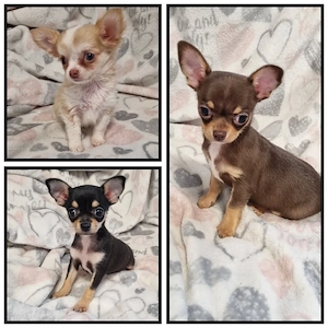 3 Wunderschöne Chihuahua Welpen abzugeben!