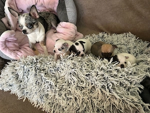 Chihuahuababys geboren am 20.03.2026