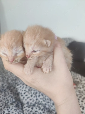 Europäisch kurzhaar mix kitten