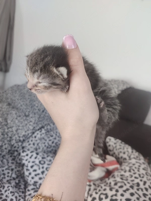 Europäisch kurzhaar kitten