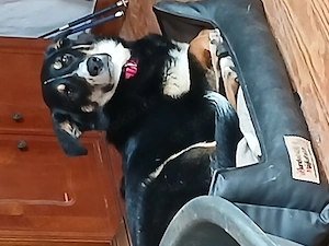 Schäferhund Bordercollie Australien Shepert Mix Hündin 