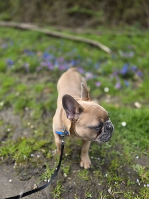 Französische Bulldogge 