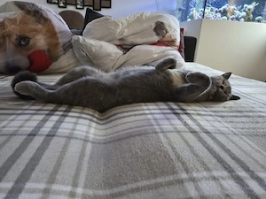 Britisch Kurzhaar Katze NALA