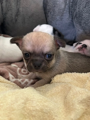Chihuahuababys geboren am 20.03.2026