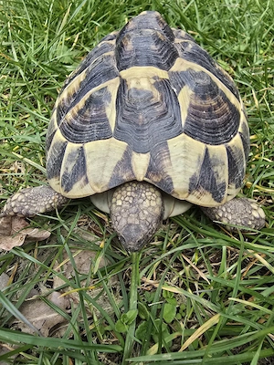 Griechische Landschild    