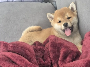 Shiba Inu Welpen,reinrassig (4 Reserviert)