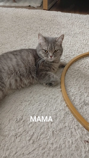 BKH  noch ein Junge frei