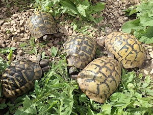 Griechische Landschildkröten 5x Weibliche Hercegovinensis Dalmatische 