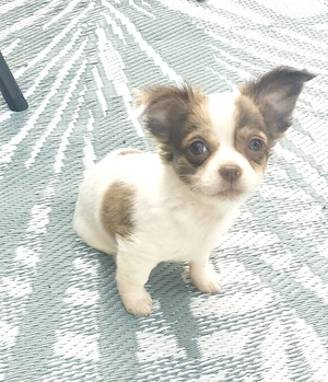 Reinrassiger Chihuahua Welpe Langhaar Rüde 