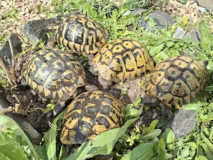 5x Adulte THB Hercegovinensis  Dalmatische Griechische Landschildkröten 