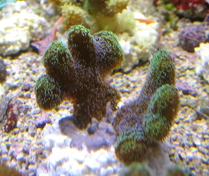 Korallenableger- Stylophora danae Bild 3