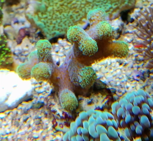 Korallenableger- Stylophora danae Bild 5