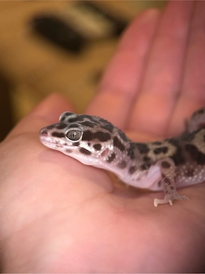 Leopardgecko Weibchen MS Ghost Bold 