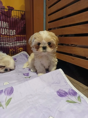 Shi Tzu suchen ab Anfang April neues Zuhause 