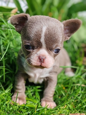 *Chihuahua Welpen mit Ahnentafel Körzucht*