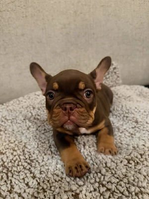 Entzückendes französisches Bulldoggenmädchen mit Papieren