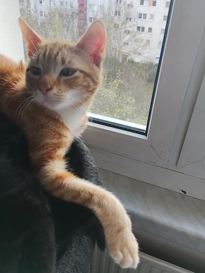 Wir suchen eine Familie:)