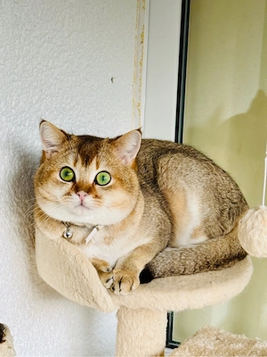 Traumhafte BKH Golden Tabby Ticked   Geboren am     Edle Abstammung Bild 3