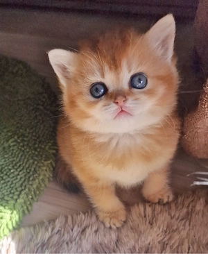Traumhafte BKH Golden Tabby Ticked   Geboren am     Edle Abstammung
