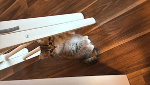 Babykatze zu verkaufen 