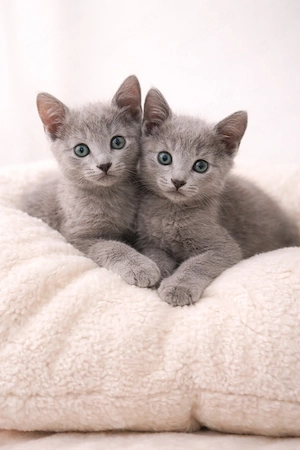 russich blau kitten lieb und verepielt