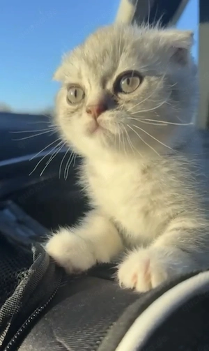 Bkh Kitten mit Zubehör zu verkaufen