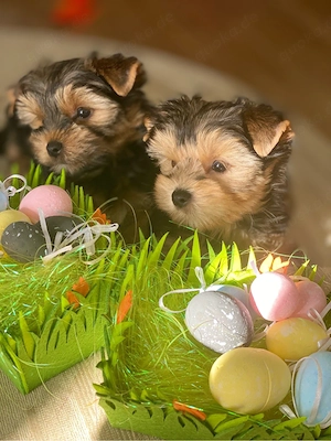Charmante Yorkshire-Terrier-Welpen   Liebevoll Aufgezogen 