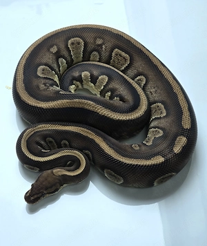 Adulte Königspython Bestandaufgabe