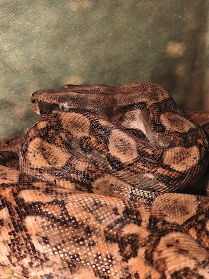 Boa Constrictor. 