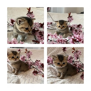 BKH Kitten Bild 4