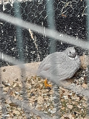 ein Paar chin. Zwergwachteln abzug.